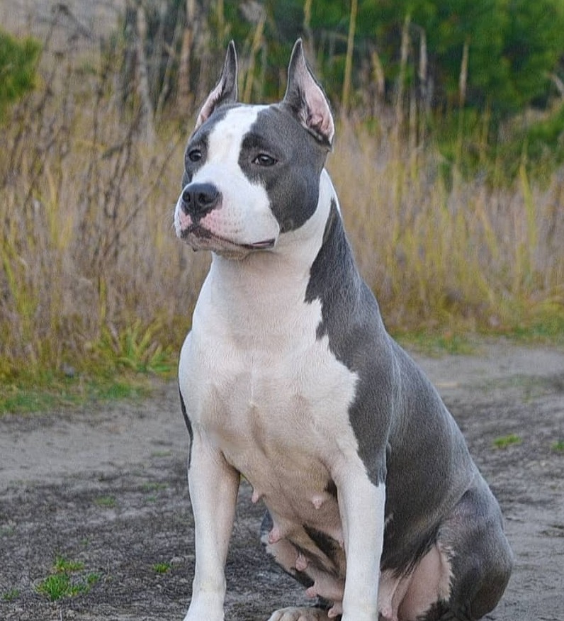 <span style="font-weight: bold;">LEGEND REVIVAL INTRIGA</span><br>