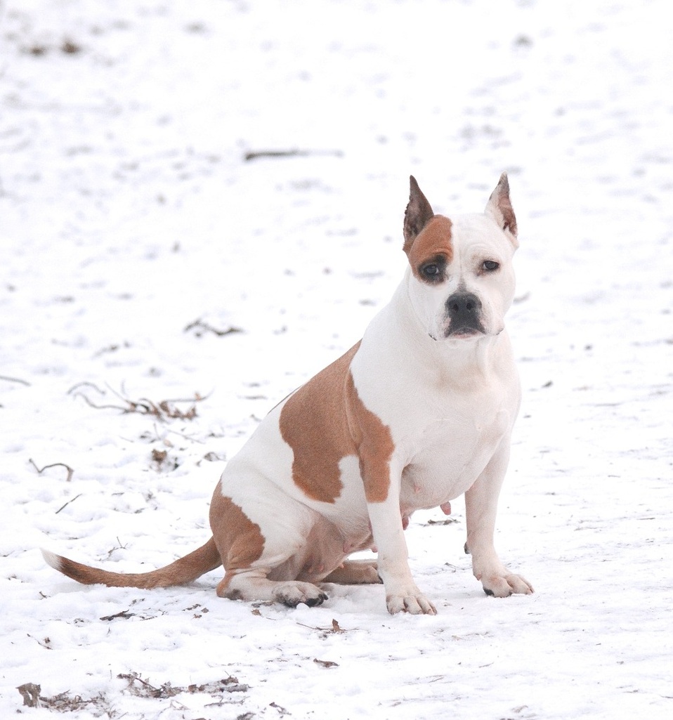 <span style="font-weight: bold;">LEGEND REVIVAL DEMI MOORE  </span>импорт Польша<br>