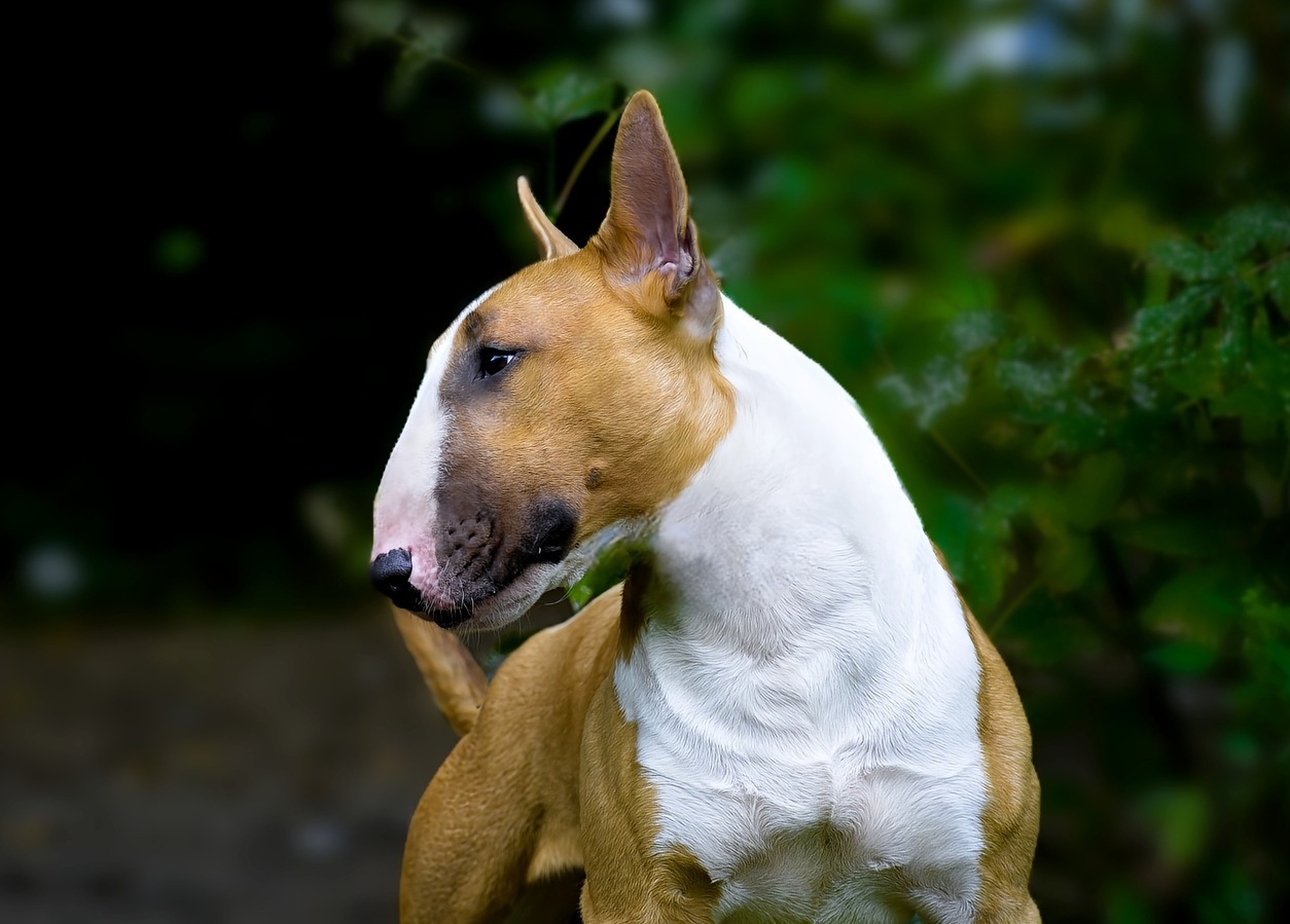 щенки минибуля Москва Люберцы Томилино