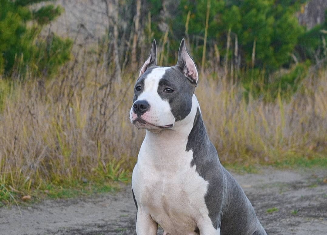 щенки амстаффа Москва Люберцы 