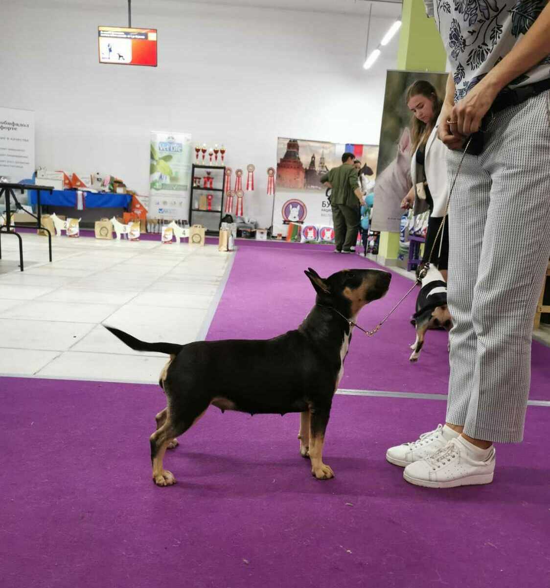 GINGERSNAP AFINA PALLADA