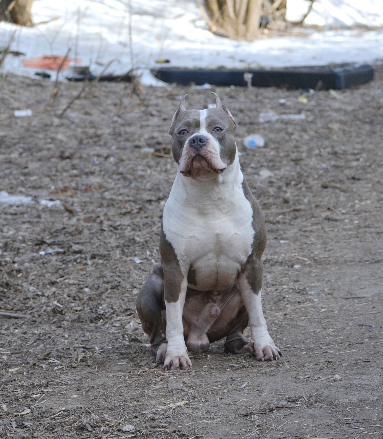 <span style="font-weight: bold;">KODIAK TAURUNUM ANGEL'S</span>  импорт Сербия<br>