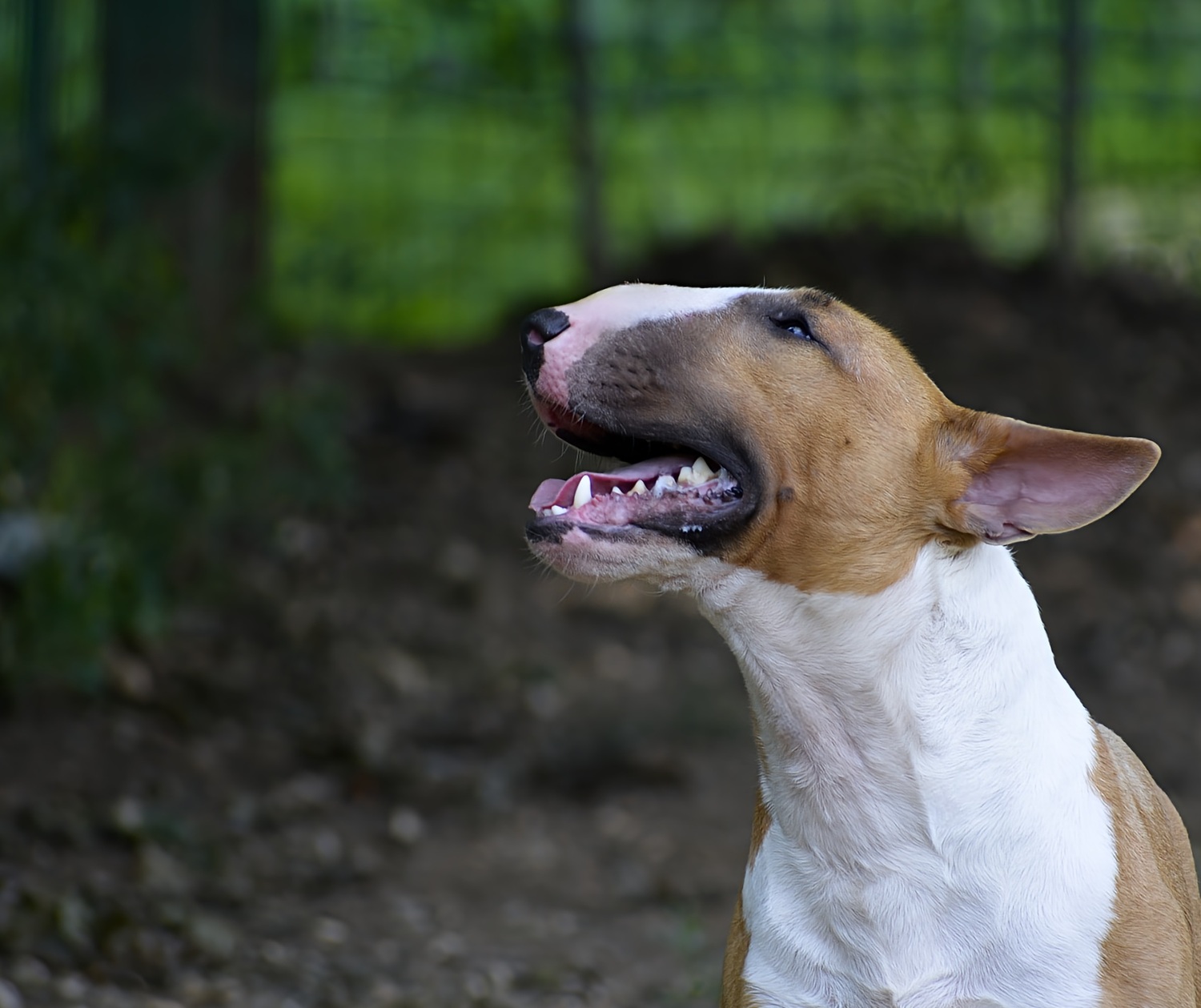 COURAGE CLUB for DIKIY SOBLAZN&nbsp;