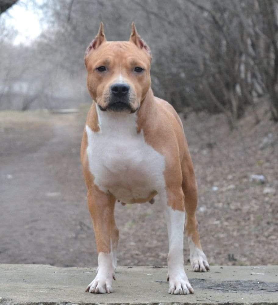 <span style="font-weight: bold;">Суки</span>