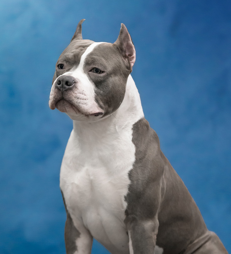 <span style="font-weight: bold;">Кобели</span>